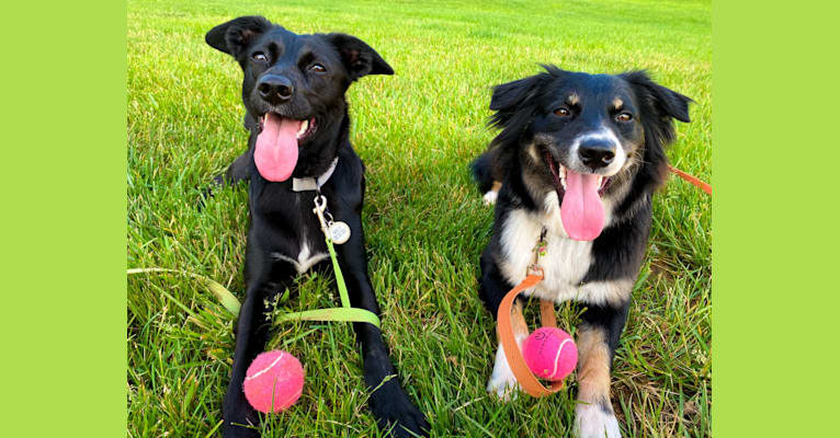 Nala, a Border Collie and American Pit Bull Terrier mix tested with EmbarkVet.com