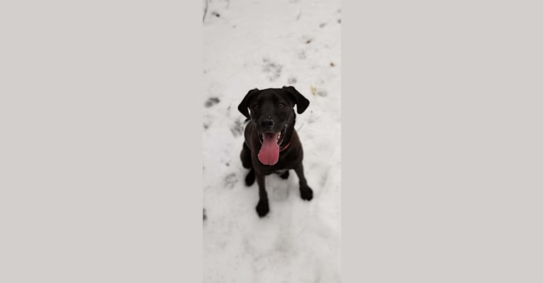Photo of Bode, a Labrador Retriever, Coonhound, and Mixed mix in Kentucky, USA
