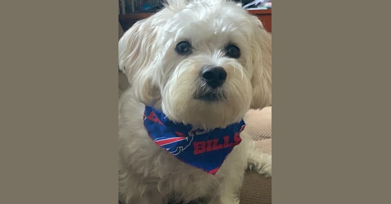 Finnegan, a Maltese and Cocker Spaniel mix tested with EmbarkVet.com