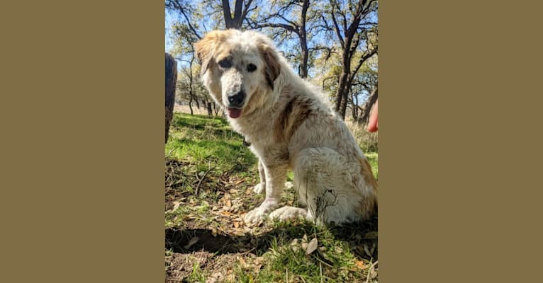 Photo of Moo Moo, a Great Pyrenees and Mixed mix in Bastrop, TX, USA