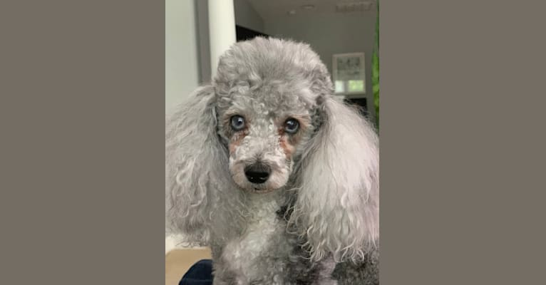 Sophie, a Poodle (Small) tested with EmbarkVet.com