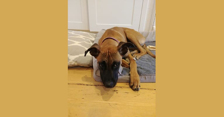 Ellie, a Boxer and German Shepherd Dog mix tested with EmbarkVet.com