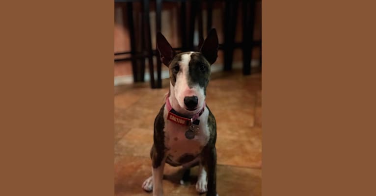 Photo of Laila, a Miniature Bull Terrier  in Colleyville, Texas, USA
