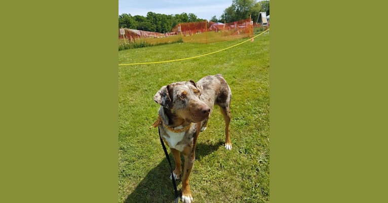 Photo of Cowboy, an Australian Shepherd and Catahoula Leopard Dog mix in Mississippi, USA