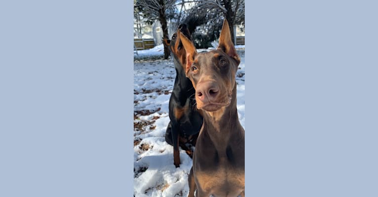 Rhydian, a Doberman Pinscher tested with EmbarkVet.com