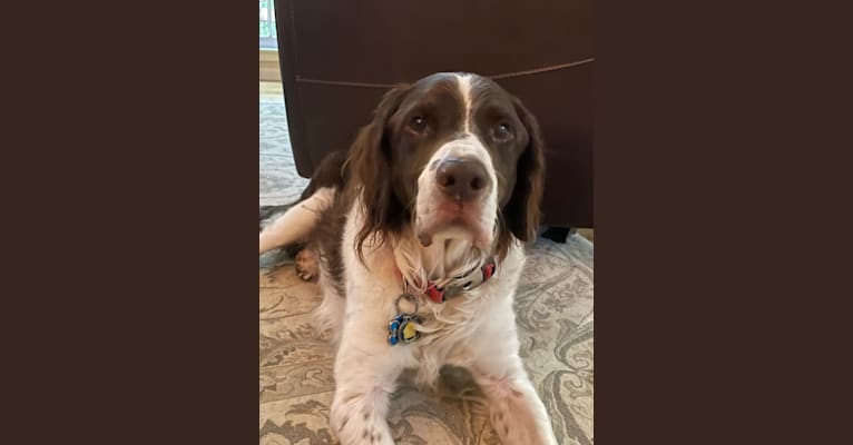 Photo of Charlie, a Brittany  in Houston, Texas, USA
