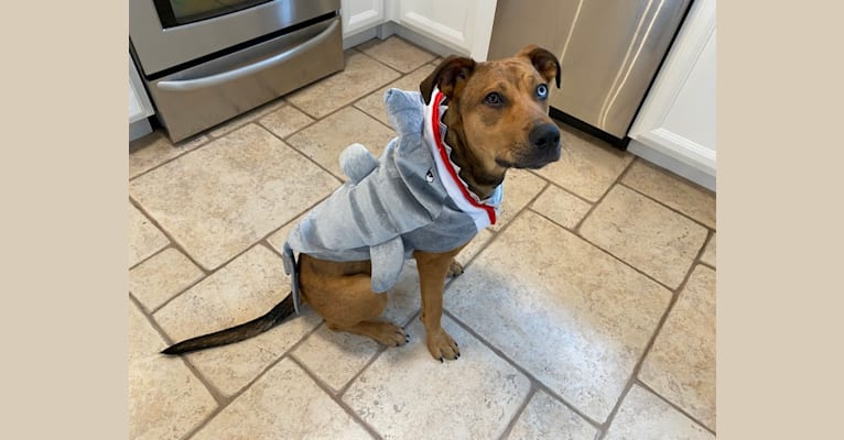 Walker, an American Pit Bull Terrier and Rottweiler mix tested with EmbarkVet.com