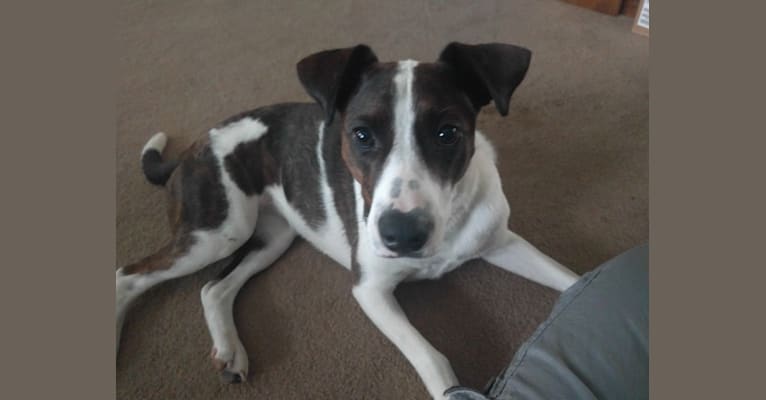 Lizzie, a Staffordshire Terrier and Labrador Retriever mix tested with EmbarkVet.com