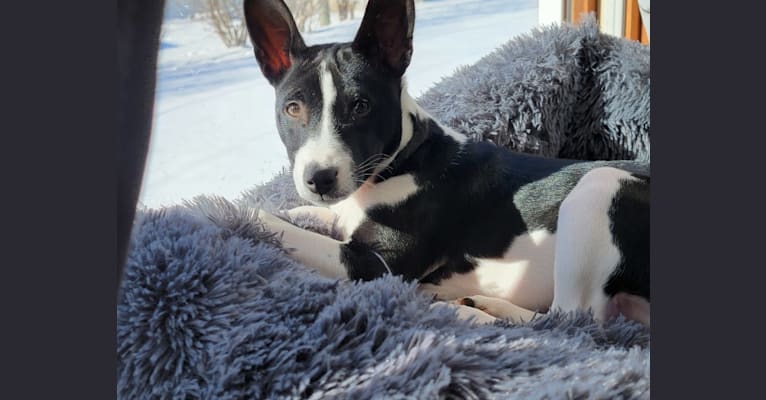 Renji, a Basenji tested with EmbarkVet.com