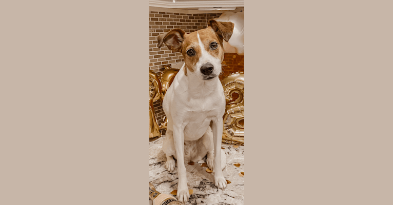 Miss Brady, a Rat Terrier and Beagle mix tested with EmbarkVet.com