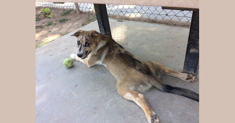 Jack, a Border Collie and Siberian Husky mix tested with EmbarkVet.com