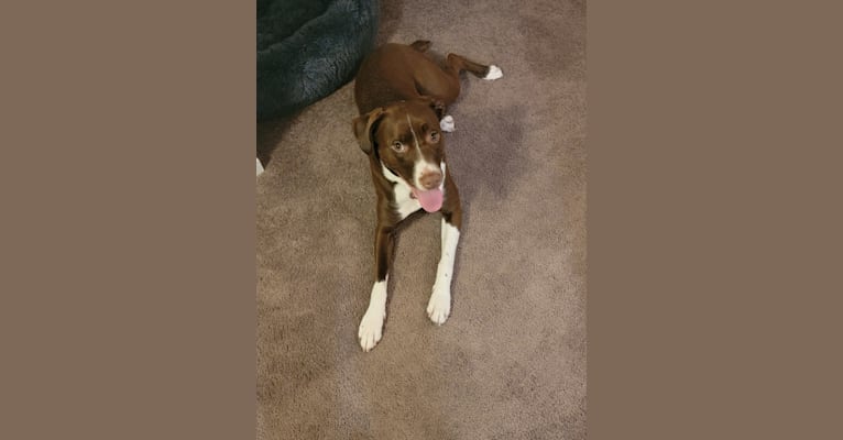 Photo of Lucy, an American Pit Bull Terrier, Border Collie, Australian Shepherd, and Boxer mix