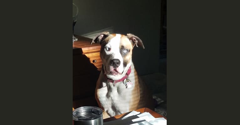 Blue, an American Pit Bull Terrier and American Bulldog mix tested with EmbarkVet.com