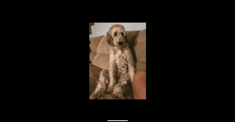 Dex, a Goldendoodle tested with EmbarkVet.com