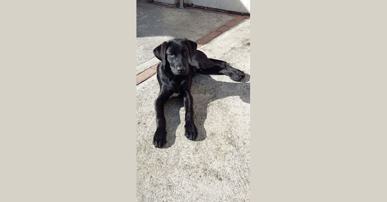 Harry, a Labrador Retriever tested with EmbarkVet.com