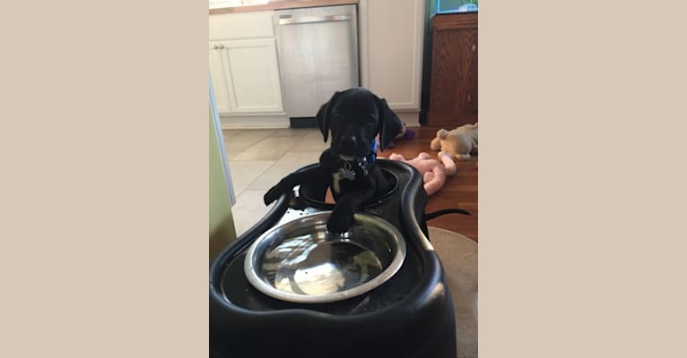 Gordie, a Labrador Retriever and Beagle mix tested with EmbarkVet.com