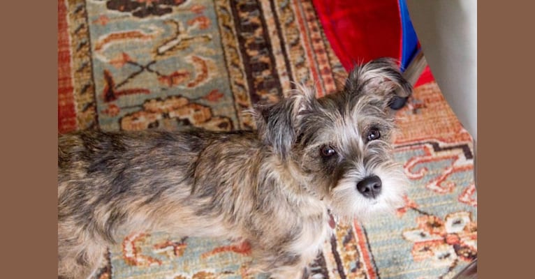 Photo of Adelaide, a Miniature Schnauzer, Boston Terrier, and Mixed mix in Kentucky, USA