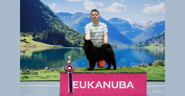 Viktualia av Vintervidda, a Swedish Lapphund tested with EmbarkVet.com