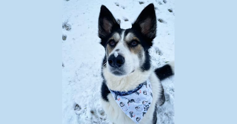 Rada, a Central Asian Village Dog and Bernese Mountain Dog mix tested with EmbarkVet.com
