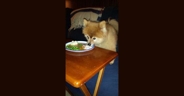 Zeke, a Pomeranian tested with EmbarkVet.com