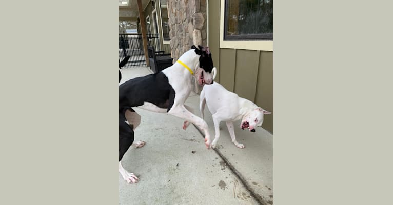 Tiptoe, an American Pit Bull Terrier and Great Pyrenees mix tested with EmbarkVet.com