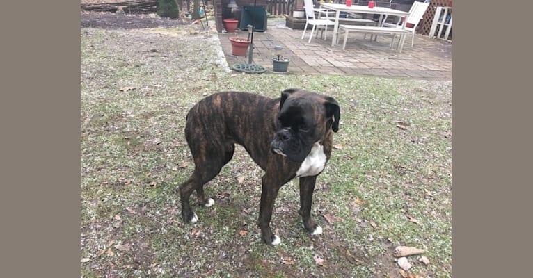 Murray, a Boxer tested with EmbarkVet.com