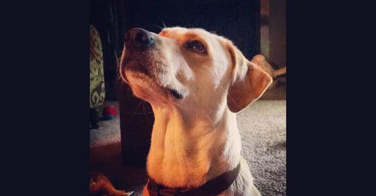 Charlie, a Labrador Retriever and Boxer mix tested with EmbarkVet.com