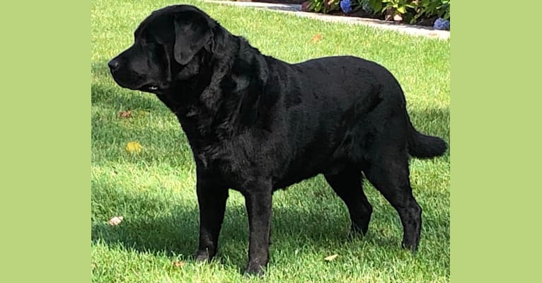 Caleb, a Labrador Retriever tested with EmbarkVet.com