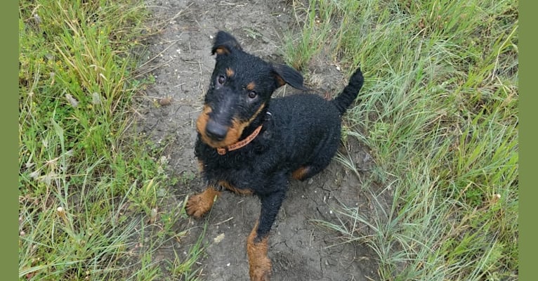 Murphy, an Irish Terrier tested with EmbarkVet.com