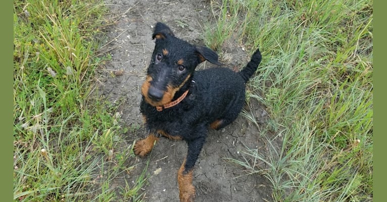 Black and tan irish terrier discount