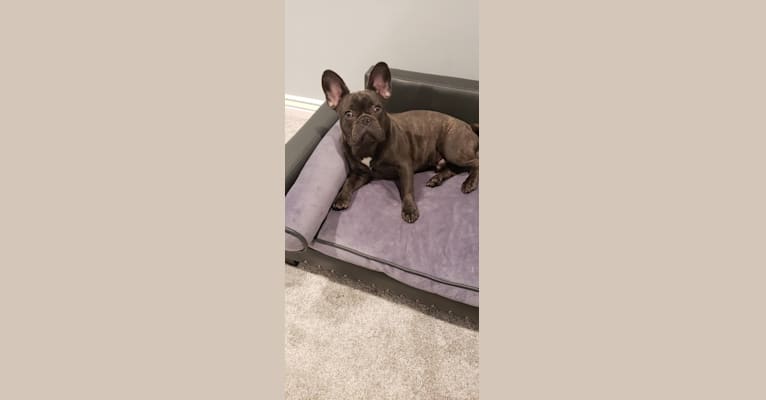 Diesel D, a French Bulldog tested with EmbarkVet.com