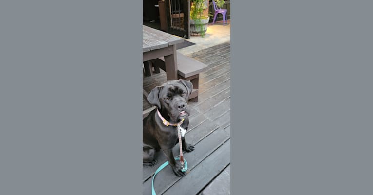 Mochi, a Labrador Retriever and Bulldog mix tested with EmbarkVet.com