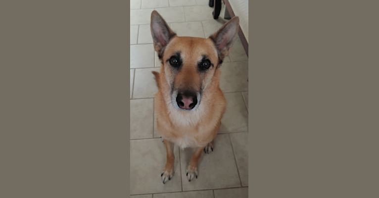 Samson, a Belgian Malinois and German Shepherd Dog mix tested with EmbarkVet.com