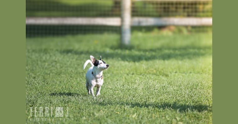 Coco, a Chihuahua and Russell-type Terrier mix tested with EmbarkVet.com