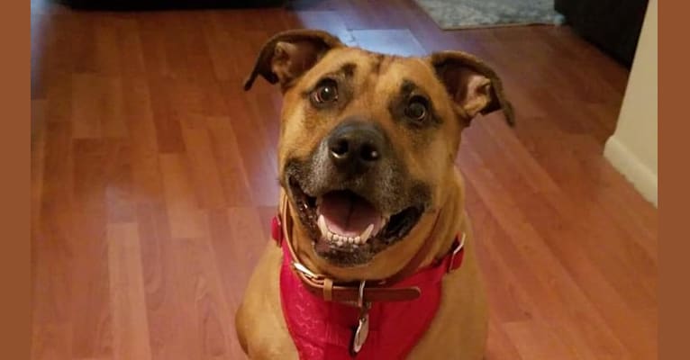 Embark Dog Dna Test Breed Leather is very common due to its aesthetic appeal and durability. embark dog dna test breed