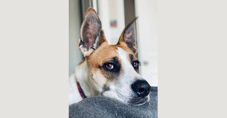 Mojo, an American Bulldog and German Shepherd Dog mix tested with EmbarkVet.com