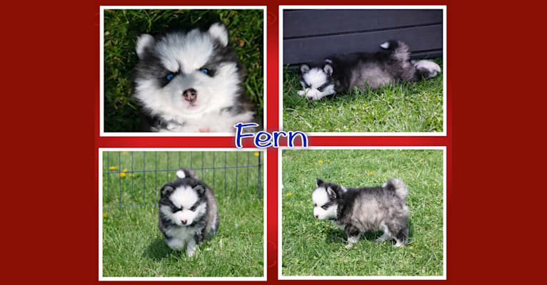 Photo of Fern, a Pomsky  in Maine Aim Ranch, King, Allerton, IA, USA