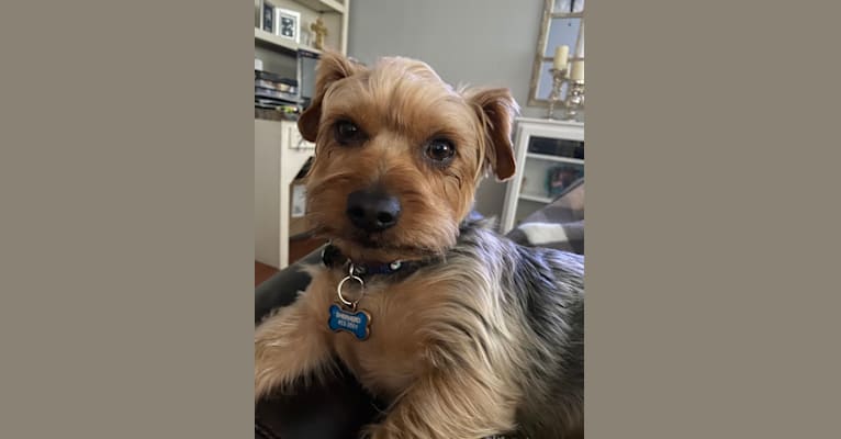 Brody, a Yorkshire Terrier tested with EmbarkVet.com
