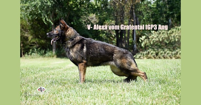 Aelxa, a German Shepherd Dog tested with EmbarkVet.com