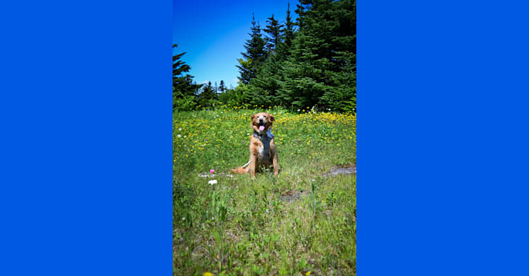 Roxy, a Chow Chow and American Pit Bull Terrier mix tested with EmbarkVet.com