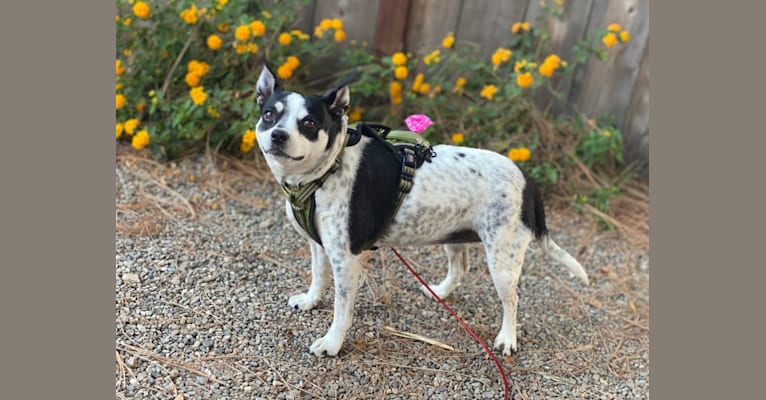 Photo of Trigger, a Chihuahua, Miniature Pinscher, and Mixed mix in Arroyo Grande, California, USA