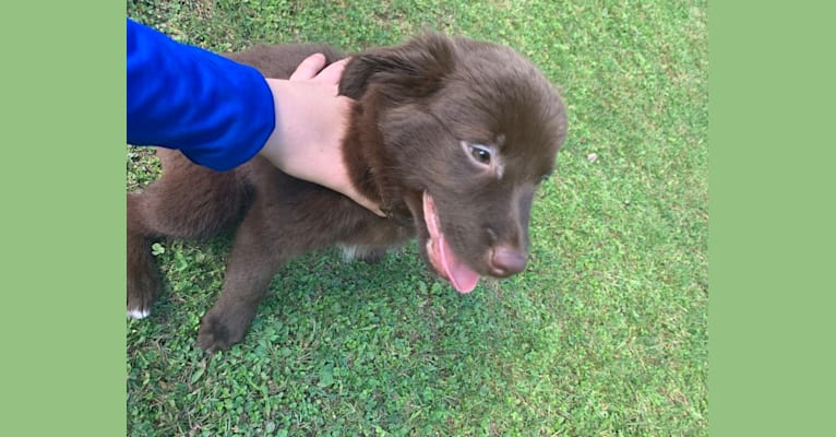 Snickers, an Australian Shepherd tested with EmbarkVet.com