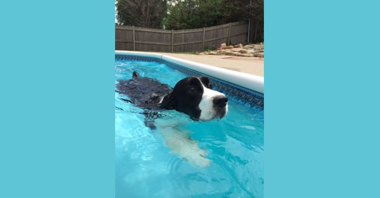 Sailor, an English Springer Spaniel tested with EmbarkVet.com