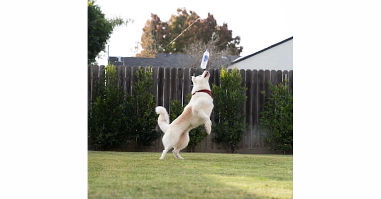 Harlow, a Siberian Husky tested with EmbarkVet.com