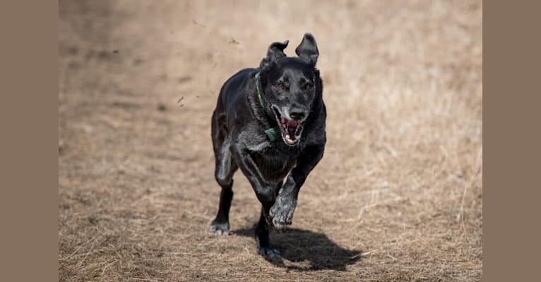 Schimpf's Addicted to the Game ("Addie"), a Labrador Retriever and German Shepherd Dog mix tested with EmbarkVet.com