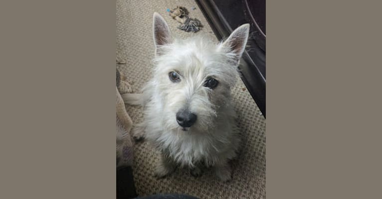 Homer, a West Highland White Terrier tested with EmbarkVet.com