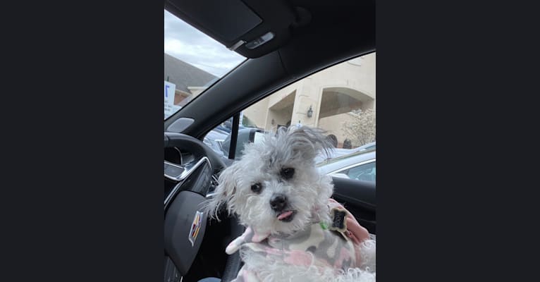 Photo of Maggie, a Poodle (Small), Chihuahua, Pug, and Mixed mix in Ferndale, Michigan, USA