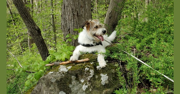 Aleksei Lundgårdh, an Eastern European Village Dog tested with EmbarkVet.com