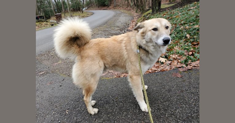 Nelson, an Arabian Village Dog tested with EmbarkVet.com