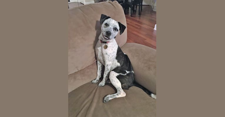 Photo of Hayes, a Boston Terrier, American Pit Bull Terrier, and Australian Cattle Dog mix